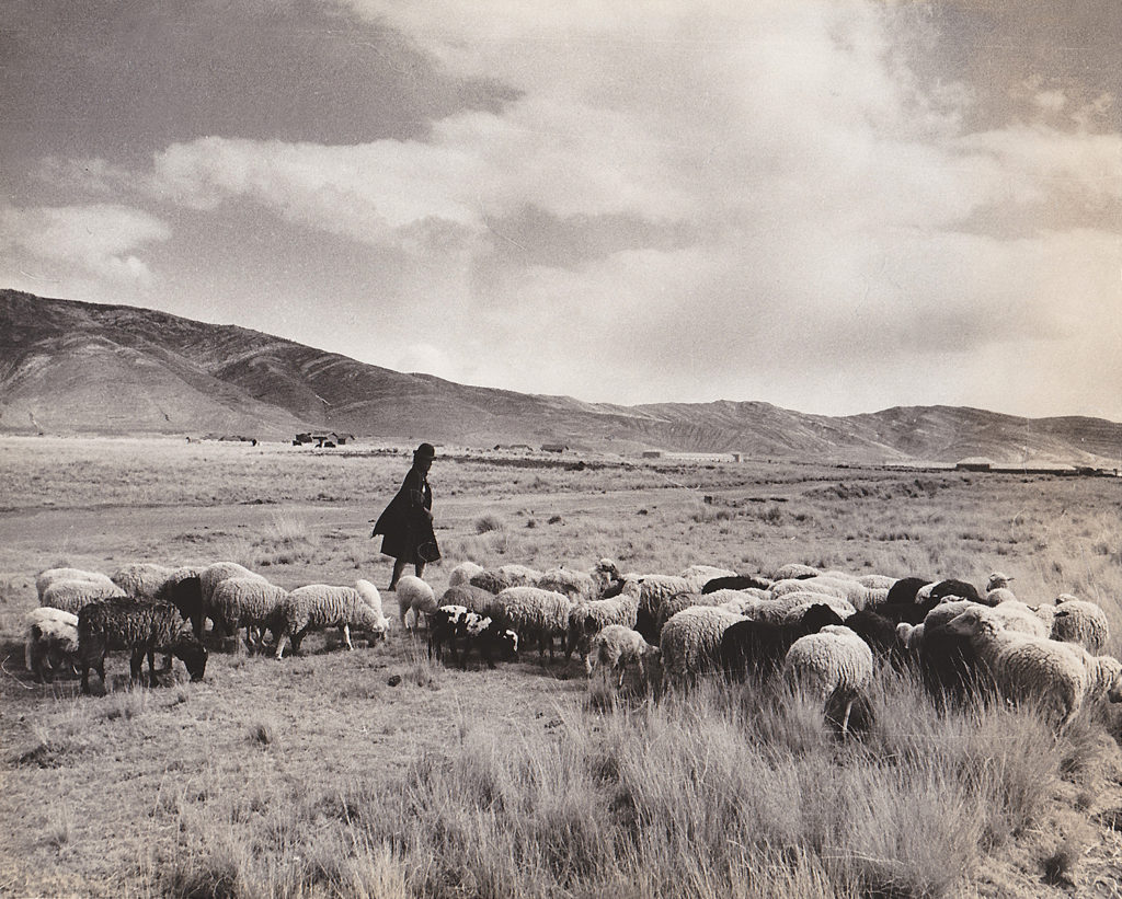 On the Bolivian Altiplano, Sheep herders (date unknown)