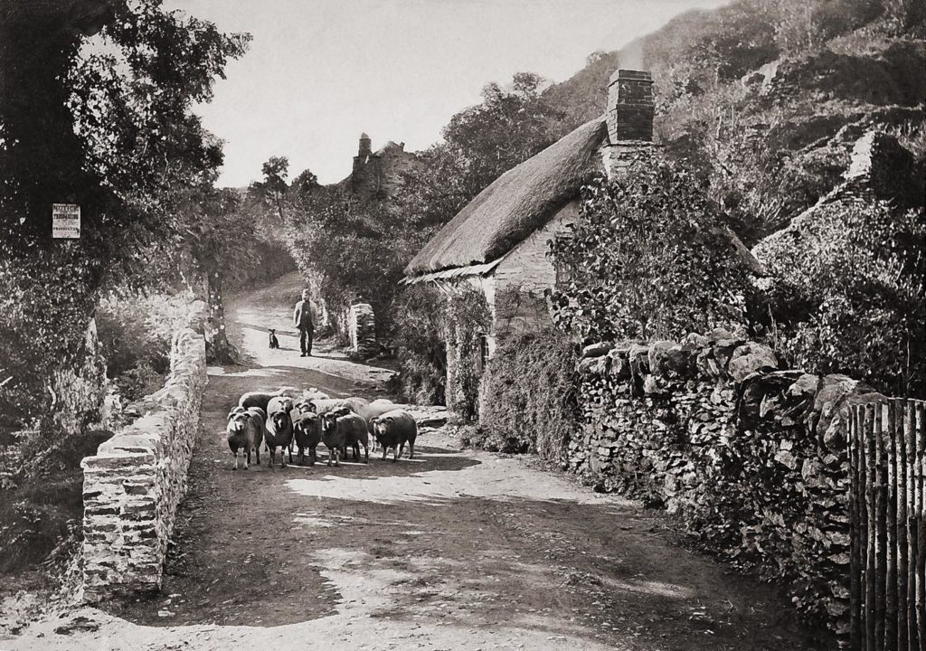 Shepherd and a flock of sheep, England Late 19th century)
