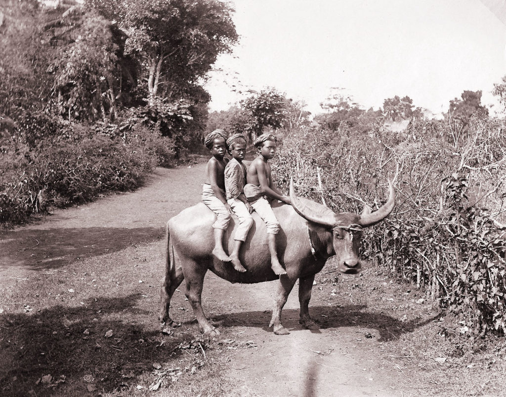 Children riding a buffalo, Indonesia